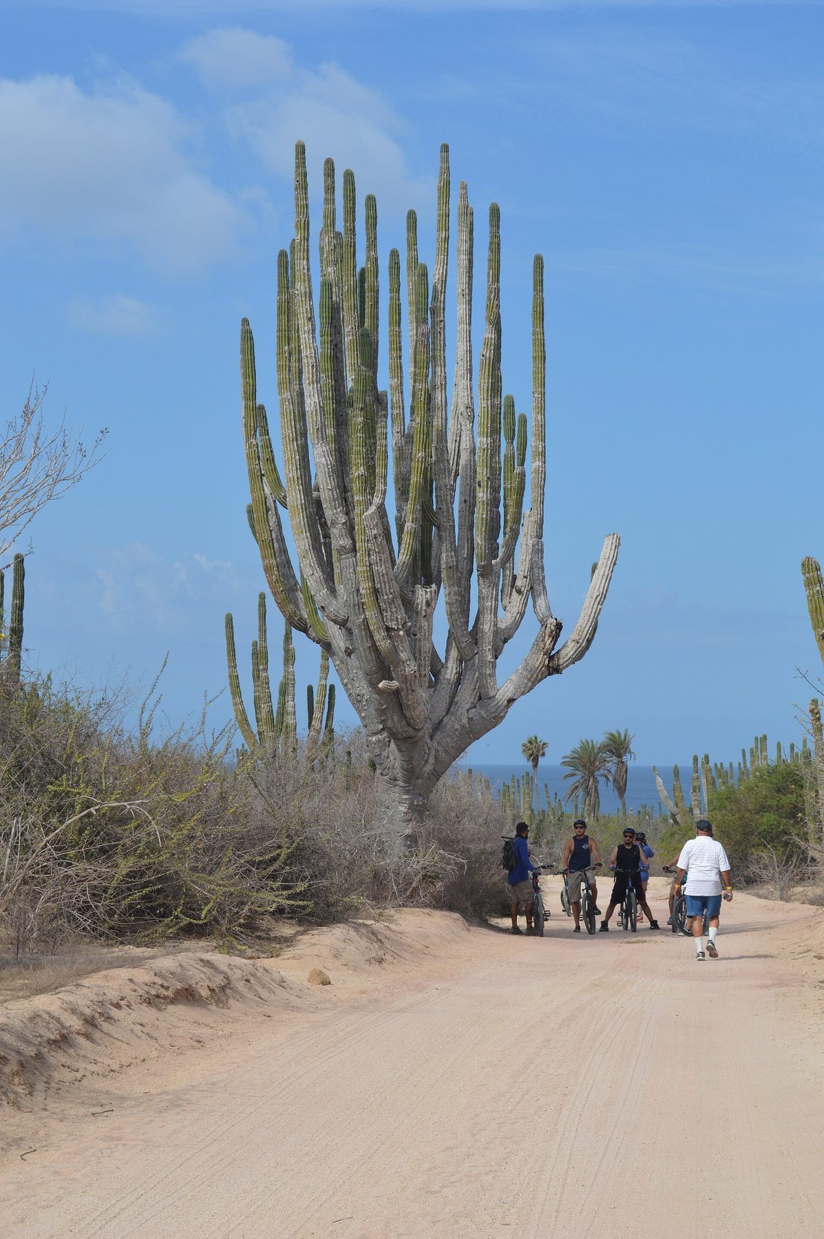 Baja California Sur desert landscape with cardon cactus and arroyo near Cabo San Lucas